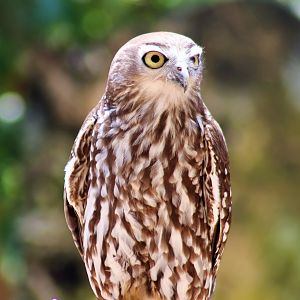 Barking  Owl (Ninox connivens)