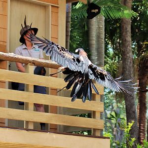 Wedge-tailed Eagle (Aquila audax)