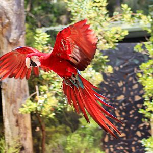 Green-winged Macaw (Ara chloropterus)