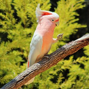 Major Mitchell's cockatoo (Lophochroa leadbeateri)