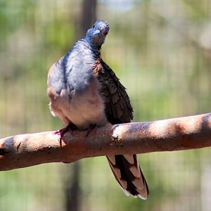 Bar-shouldered Dove (Geopelia humeralis)