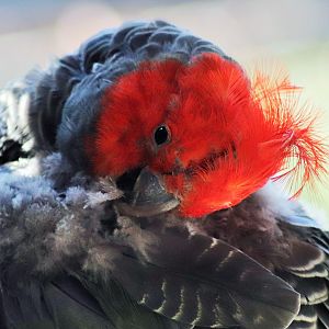 Gang-gang Cockatoo (Callocephalon fimbriatum)