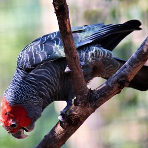 Gang-gang Cockatoo (Callocephalon fimbriatum)