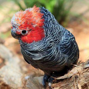 Gang-gang Cockatoo (Callocephalon fimbriatum)