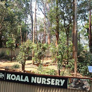 Koala Nursery Enclosure