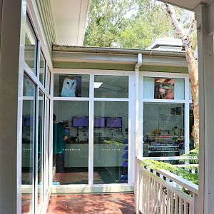 Currumbin Wildlife Hospital Viewing Windows