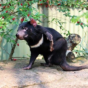 Tasmanian Devil Having a Scratch
