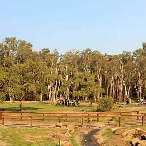 Eastern Grey Kangaroo Walk-through