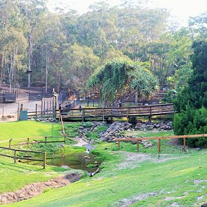Eastern Grey Kangaroo Walk-through