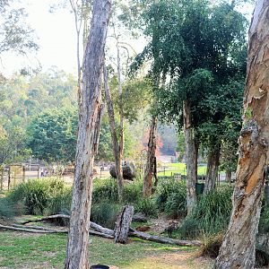 Wallaby Walk-through