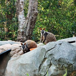 Brush-tailed Rock Wallabies (Petrogale penicillata)