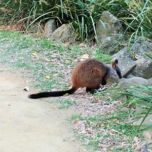 Brush-tailed Rock Wallaby (Petrogale penicillata)