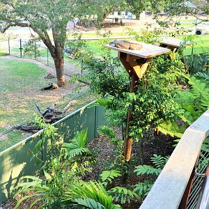 Green Iguana Enclosure