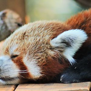 Red Panda (Ailurus fulgens)