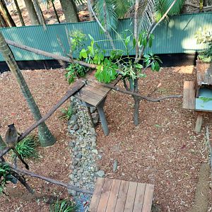 Lumholtz's Tree Kangaroo Enclosure