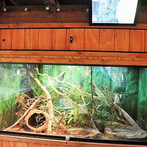 Green Tree Snake Enclosure