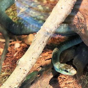 Green Tree Snake (Dendrelaphis punctulata)