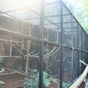 Cotton-top Tamarin Enclosure
