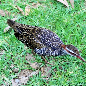 Buff-banded Rail (Gallirallus philippensis)