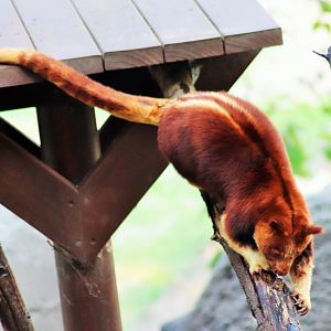 Goodfellow's Tree Kangaroo (Dendrolagus goodfellowi)