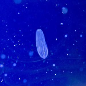 Comb Jelly (Beroe cucumis)