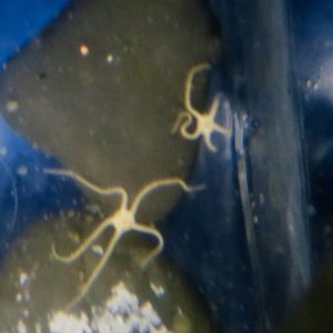 Brooding Snake Star (Amphipholis squamata)