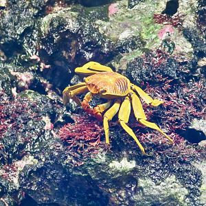 Natal Lightfoot Crab (Grapsus tenuicrustatus)