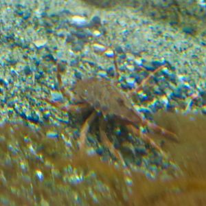 Antarctic Isopod (Glyptonotus antarcticus)