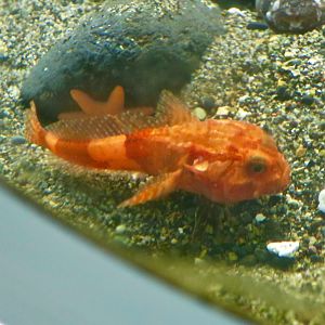 Antarctic Spiny Plunderfish (Harpagifer antarcticus)