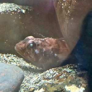 Yellow-Fin Rockcod (Lepidonotothen nudifrons) - Antarctic