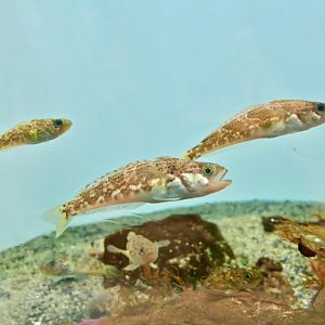 Marbled Rockcod (Notothenia rossi) - Antarctic
