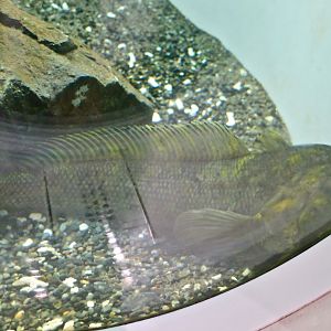 Black Rockcod (Notothenia coriiceps) - Antarctic