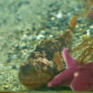 Dusky Rockcod (Trematomus newnesi) - Antarctic