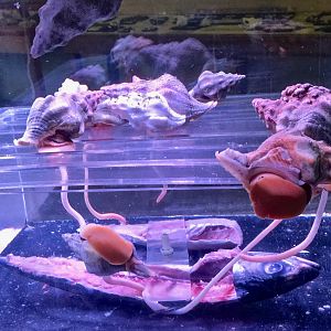 Kellet's Whelk (Kelletia kelleti)