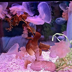 Lion's Mane Nudibranch (Melibe leonina)