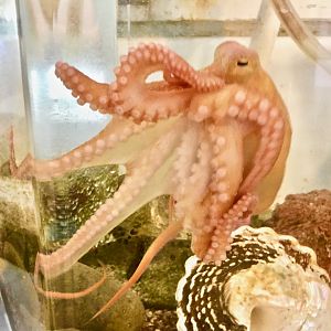 California Two-Spot Octopus (Octopus bimaculoides)