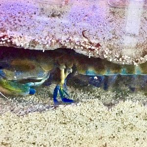 California Mantis Shrimp (Hemisquilla ensigera)