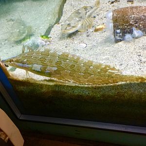 Giant Kelpfish (Heterostichus rostratus)