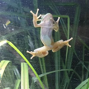 European tree frog - Hyla arborea