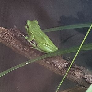 European tree frog - Hyla arborea