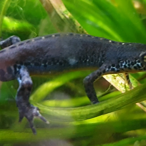 Alpine newt - Ichthyosaura alpestris