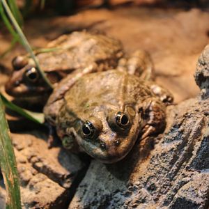 Marsh frogs - Pelophryx ridibundus