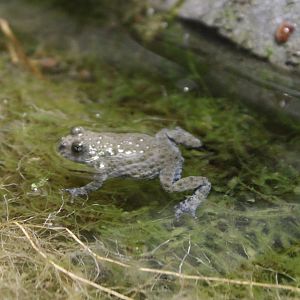 Yellow-bellied toad - Bombina variegatta