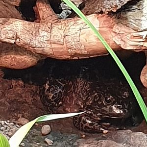 American bull frog - Lithobates catesbeianus