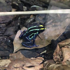 Painted dart frog - Dendrobates tinctorius