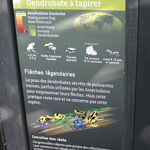 Sign Dyeing dart frog