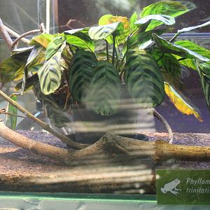 Trinidad leaf-nesting frog - Phyllomedusa trinitatis