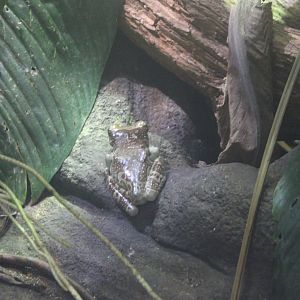 Amazon milk frog - Trachycephalus resinfictrix