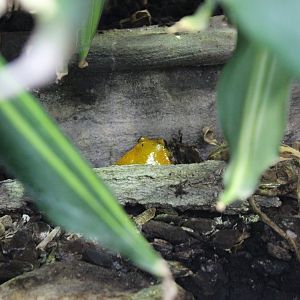 Tomato frog - Dyscophus guineti