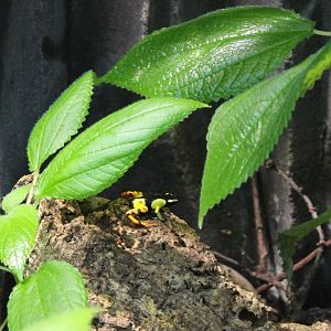 Baron's mantella - Mantella baroni